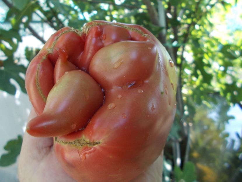  - SEMINTE ROSII - T 1051 THE BULLS BLACK HEART