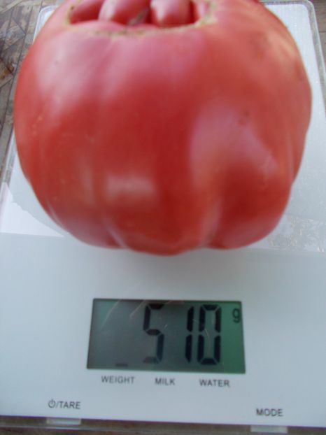  - SEMINTE ROSII - T 1050 ROZE DE SECUIENI