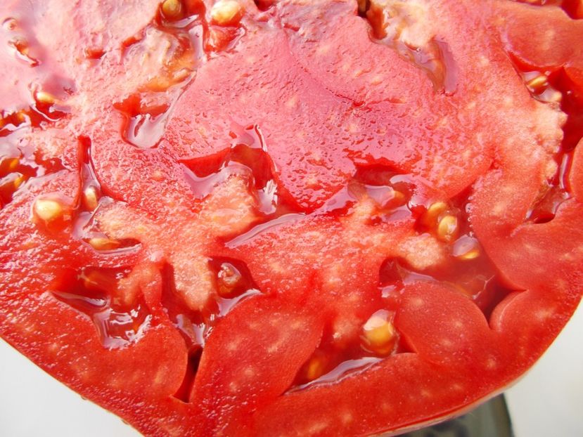  - SEMINTE ROSII - T 1030 ROSIE DE GRADINA