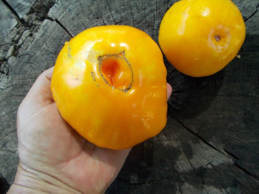  - SEMINTE ROSII - T 1053 HONEY SAVED