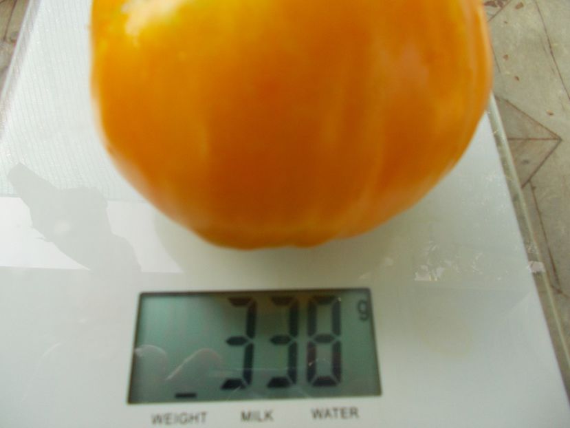  - SEMINTE ROSII - T 1053 HONEY SAVED