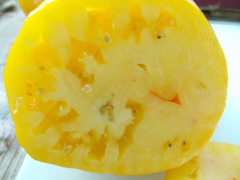  - SEMINTE ROSII - T 1053 HONEY SAVED