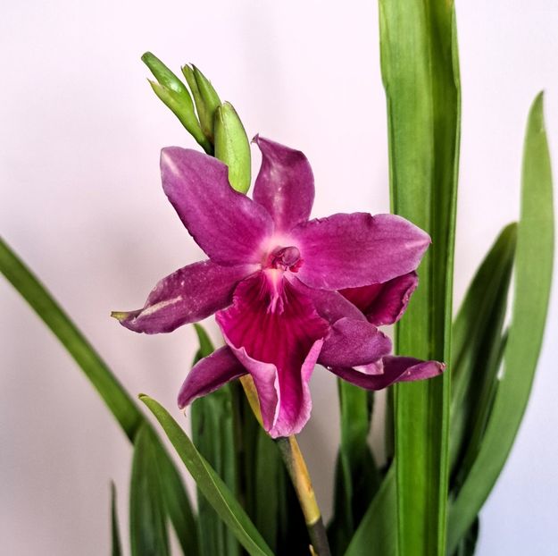 Honolulu 'Warne's Best' - Miltonia