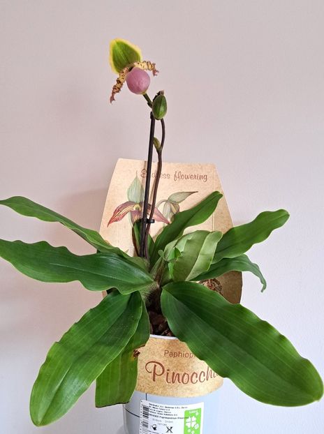  - Paphiopedilum
