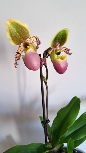  - Paphiopedilum