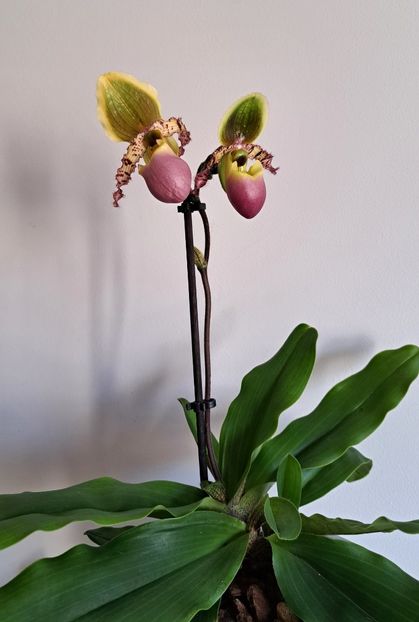  - Paphiopedilum