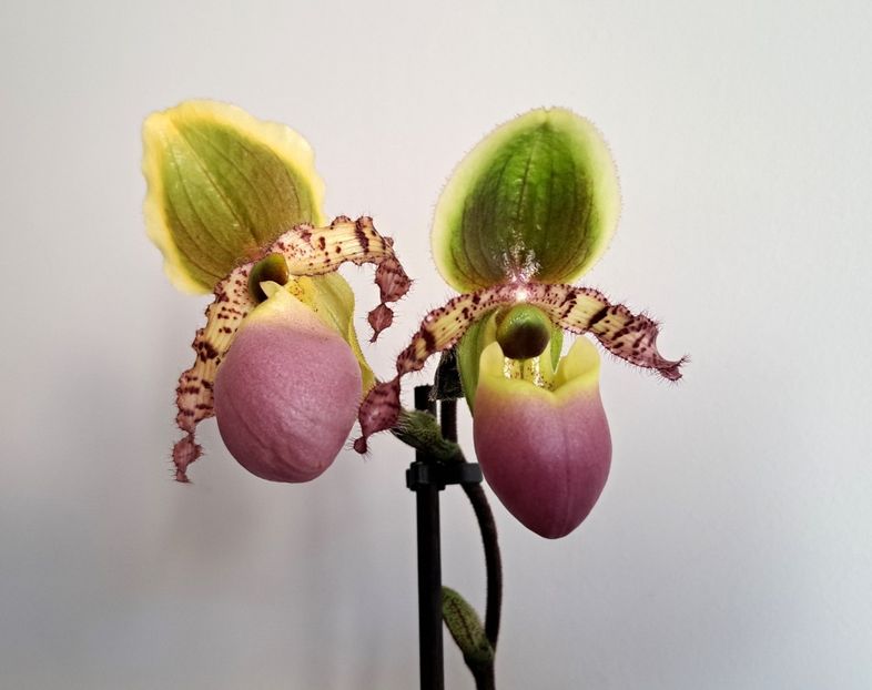  - Paphiopedilum