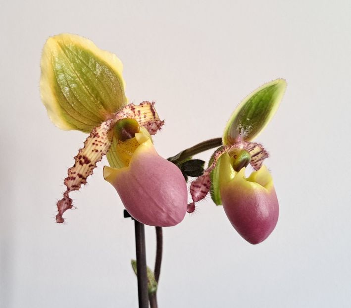  - Paphiopedilum