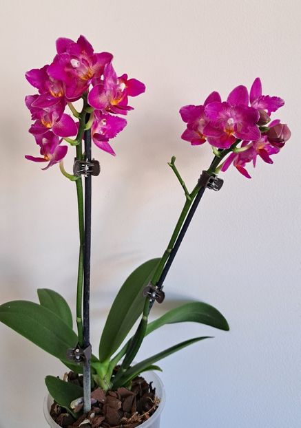  - Phalaenopsis 3