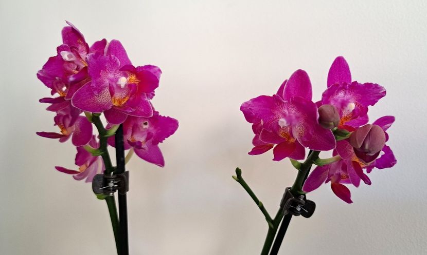  - Phalaenopsis 3