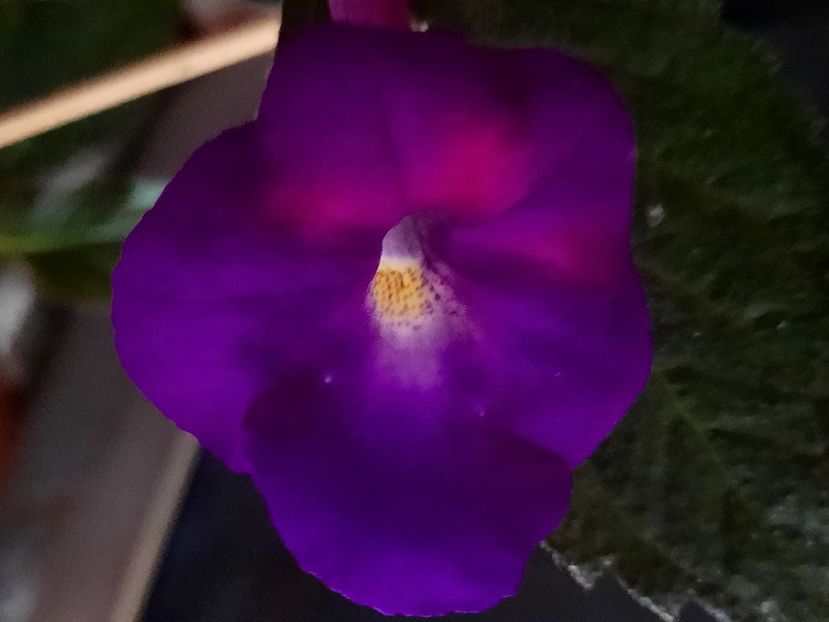  - ACHIMENES - 2024