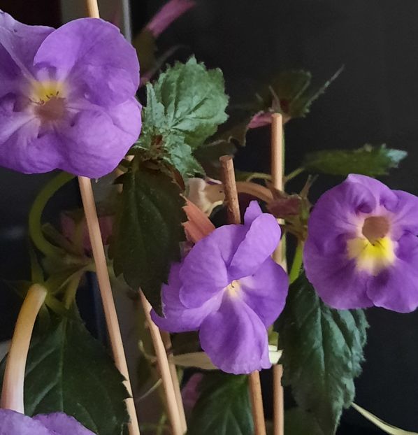 BriD's Doris - ACHIMENES - 2024