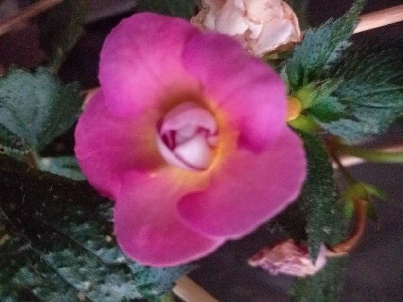 BriD's Roschen - ACHIMENES - 2024