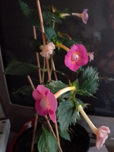  - ACHIMENES - 2024