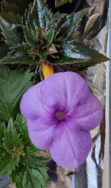 Odesa Blue - Achimenes 2024