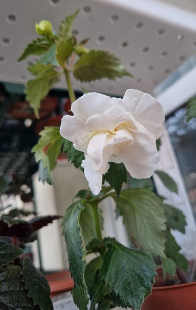  - Brid s Aphrodite p