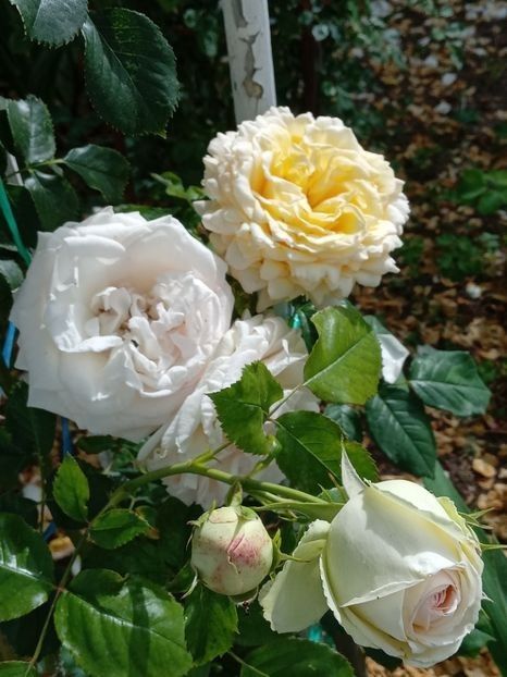  - Cyrano de Bergerac