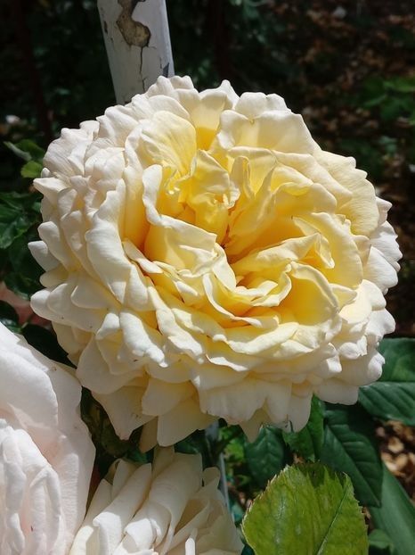  - Cyrano de Bergerac