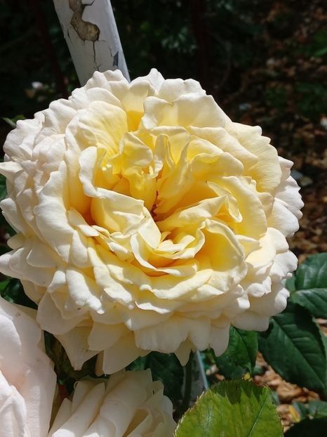  - Cyrano de Bergerac
