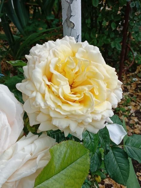  - Cyrano de Bergerac