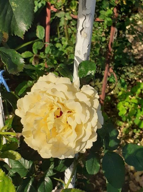  - Cyrano de Bergerac