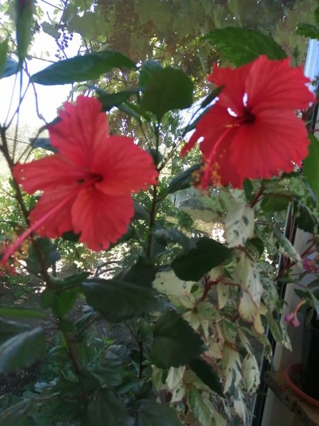  - Balsam pentru suflet