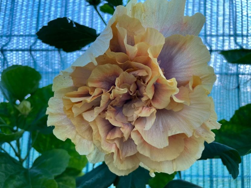  - Wind Rosa Feng Xiajunr