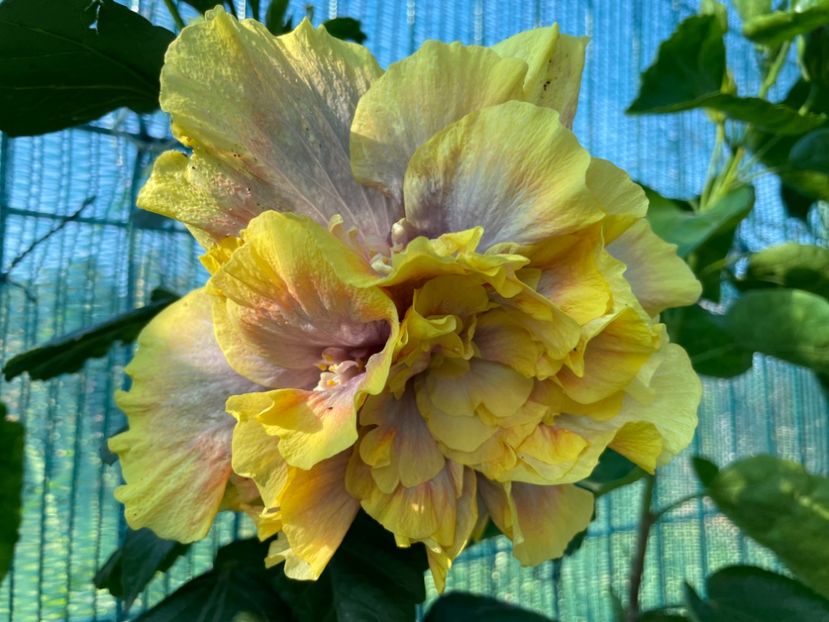  - 001 - Hibiscusi 2024 - 1