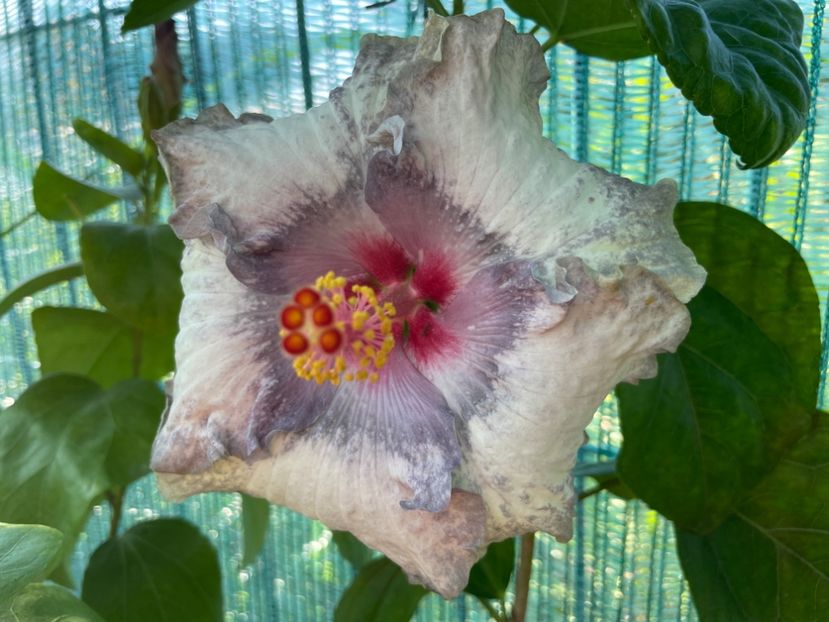  - 001 - Hibiscusi 2024 - 1