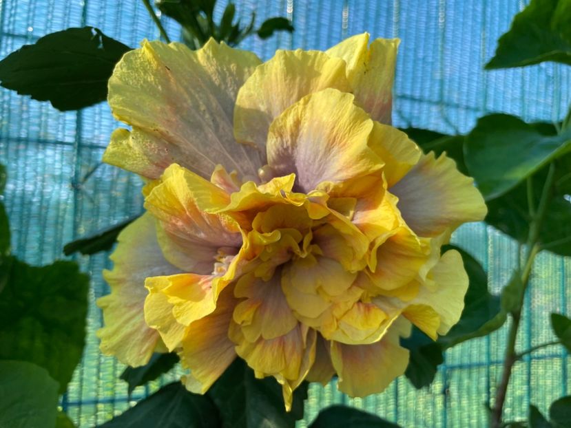  - 001 - Hibiscusi 2024 - 1