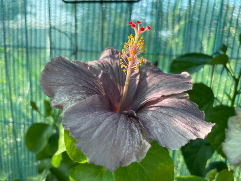  - 001 - Hibiscusi 2024 - 1