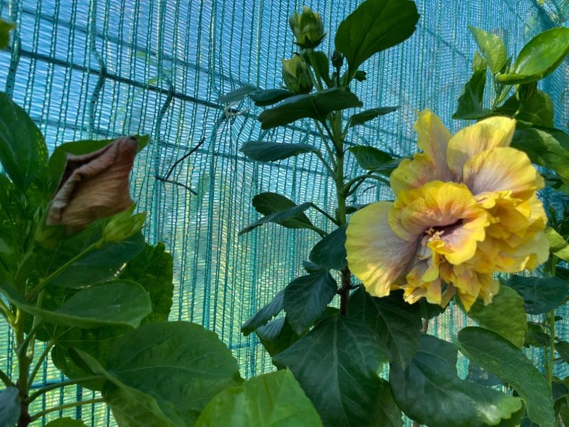  - 001 - Hibiscusi 2024 - 1