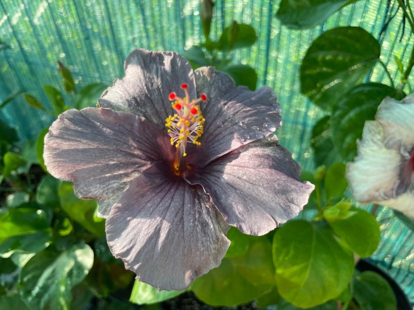  - 001 - Hibiscusi 2024 - 1