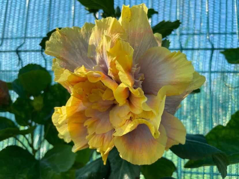  - 001 - Hibiscusi 2024 - 1