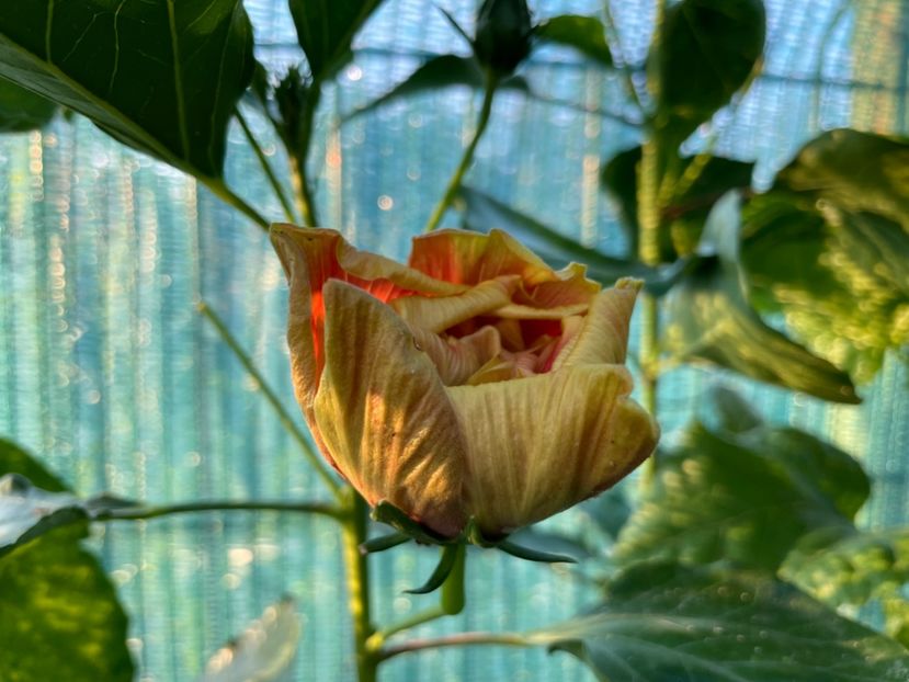  - 001 - Hibiscusi 2024 - 1