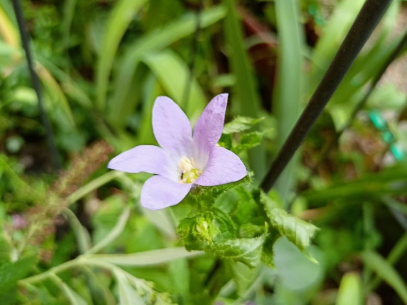 Campanula lactiflora Pricard's Variety - Grădina 2024 continuare 4