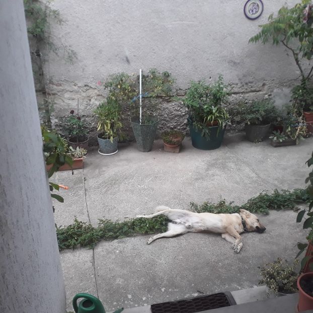 M-a leșinat căldura... - Codiță-Cody -Coco