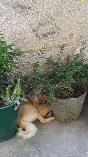 Dar am găsit soluția. - Codiță-Cody -Coco