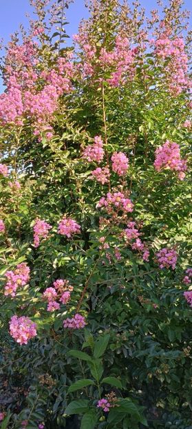  - arbori ornamentali 2024