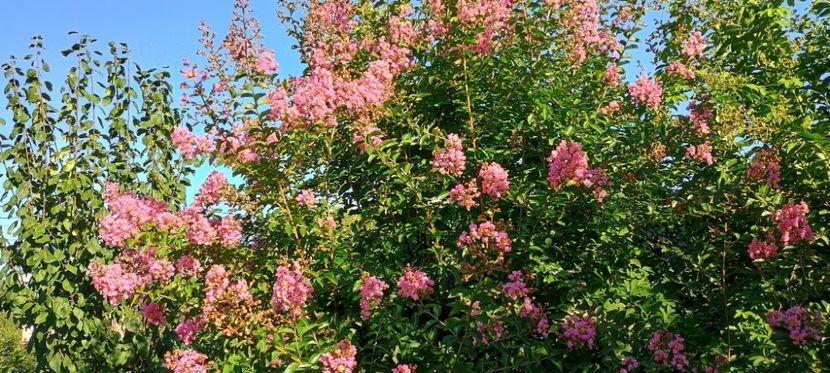  - arbori ornamentali 2024