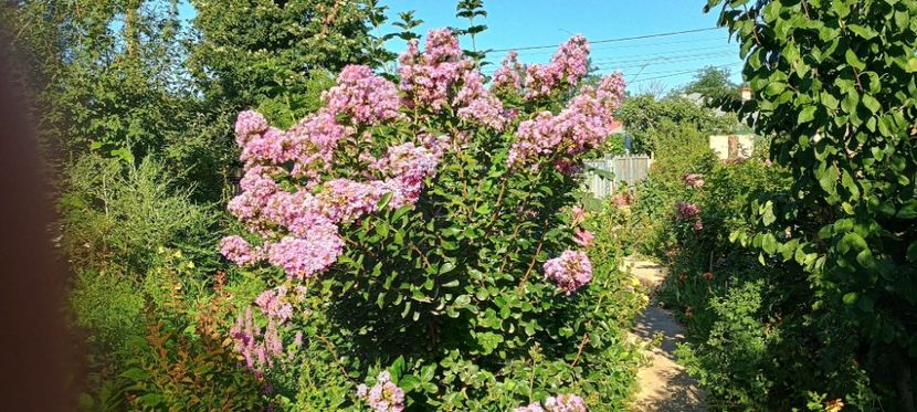  - arbori ornamentali 2024