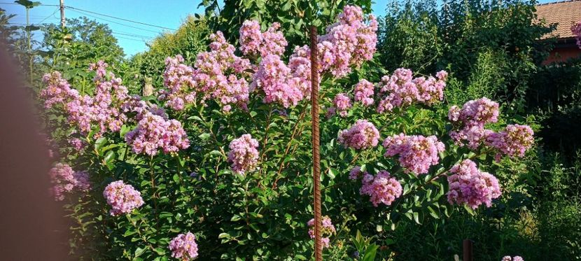  - arbori ornamentali 2024