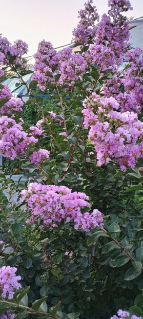  - arbori ornamentali 2024