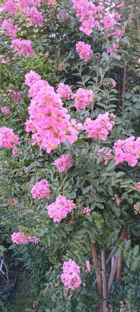  - arbori ornamentali 2024