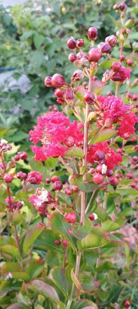  - arbori ornamentali 2024