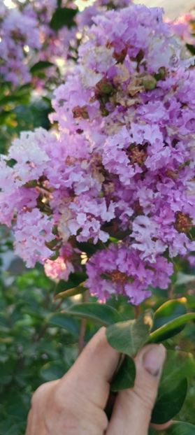  - arbori ornamentali 2024