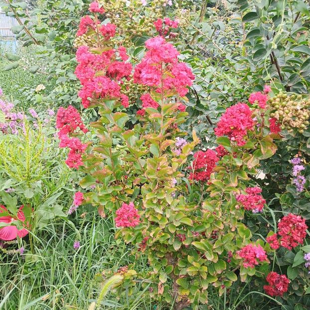  - arbori ornamentali 2024