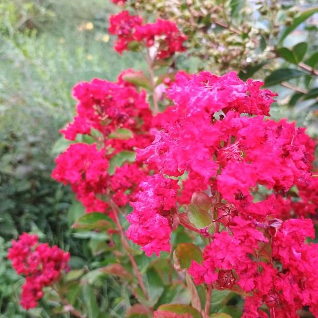  - arbori ornamentali 2024