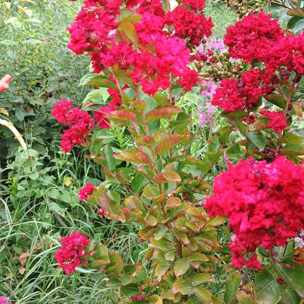  - arbori ornamentali 2024