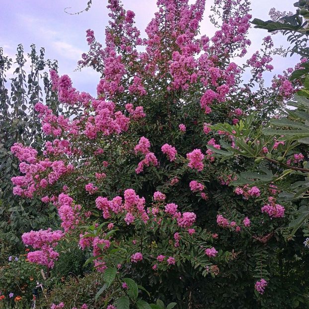  - arbori ornamentali 2024